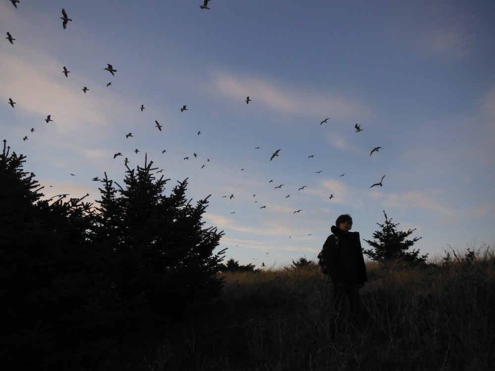 There was no flapping.  Only gliding...  And pooping....