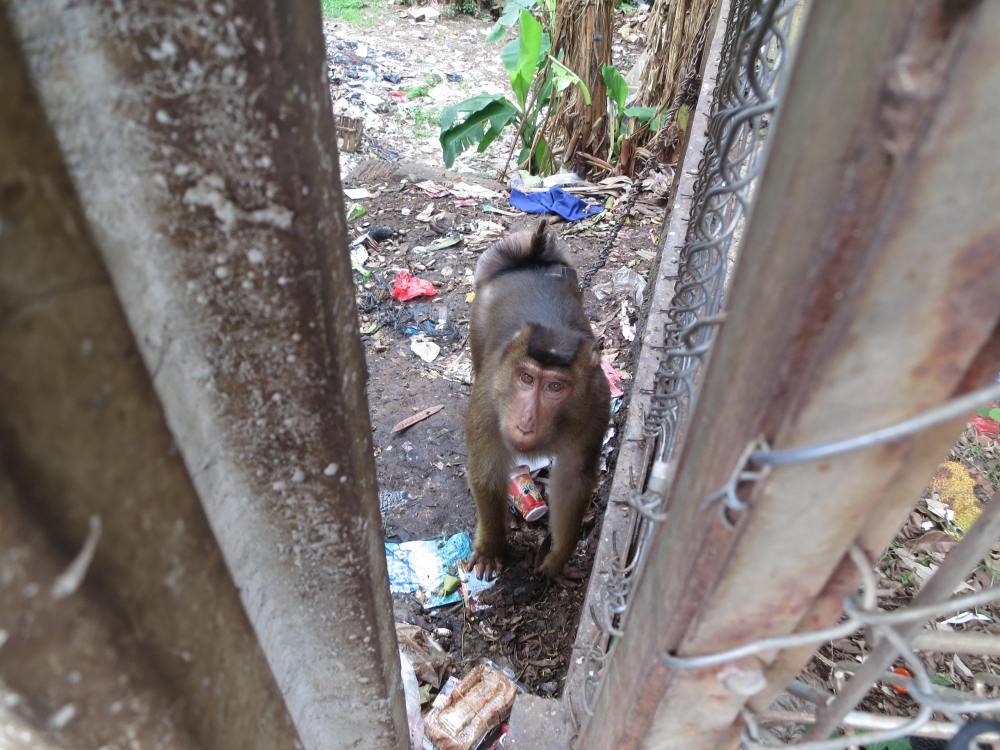 This monkey was kept on a dog chain.  Te locals threw their trash over the wall and the monkey ate it.  This pissed me off.  We called the Monkey rescue people.  Hopefully they rescued him.